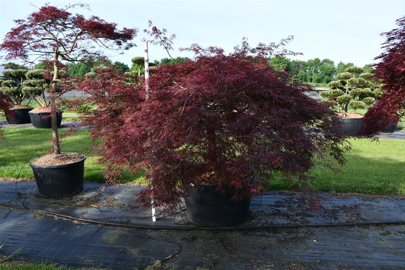 Acer pal. 'Crimson Queen' - C250 275-300 CM